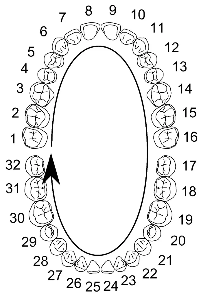 universal_numbering_system.webp