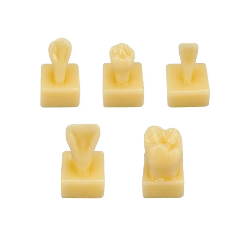 قوالب تدريب Teeth Model 1,2