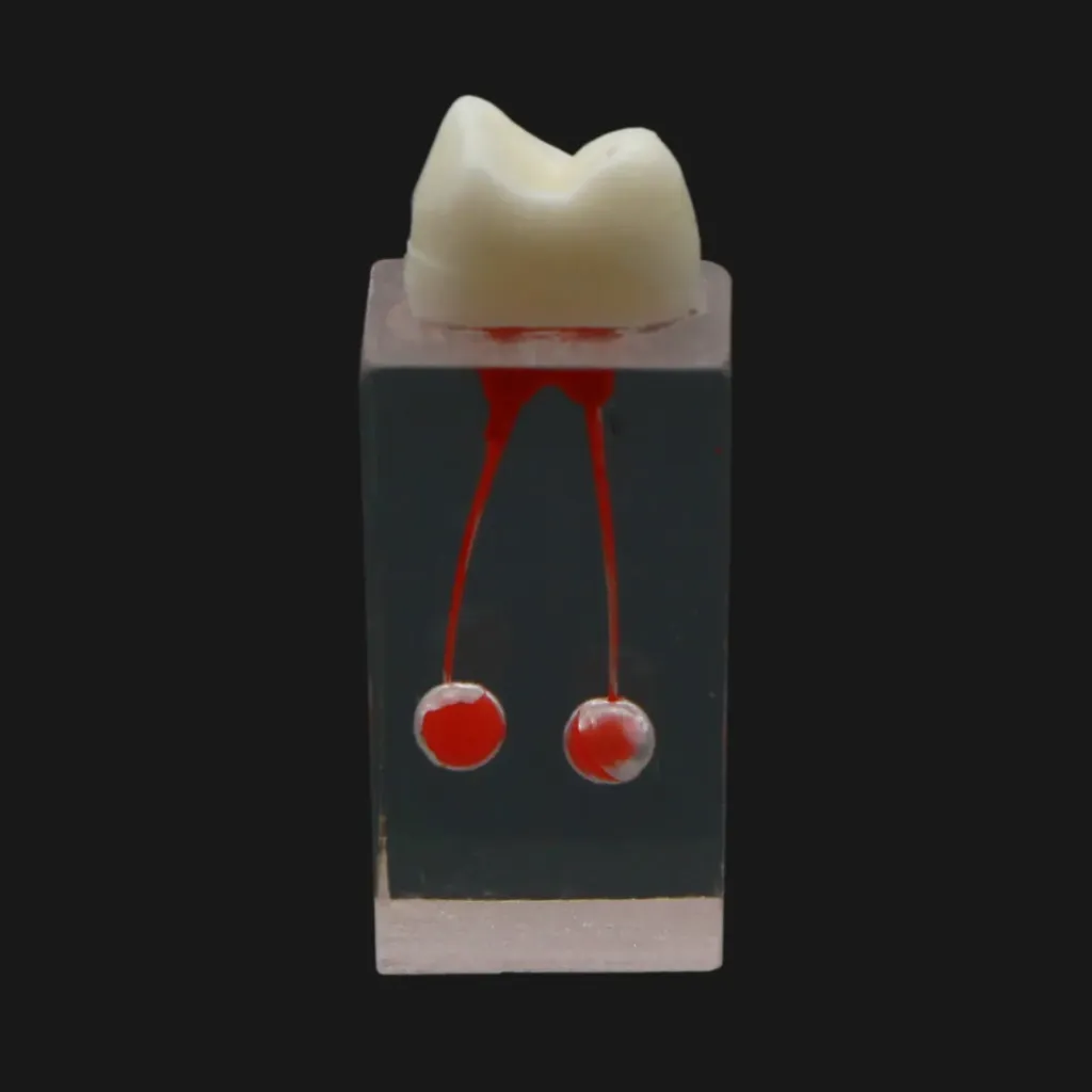 transparent dental endodontic root canal practice model موديل